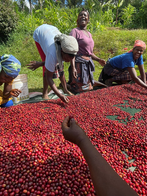 Fantastisk kaffehøst