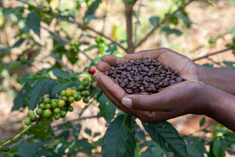 Nyristede kaffebønner til sommerferien?